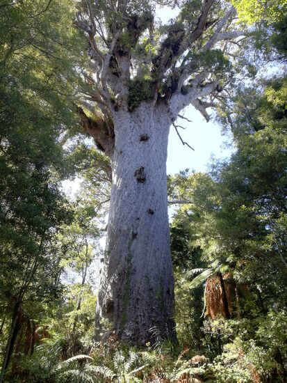 Tāne Mahuta