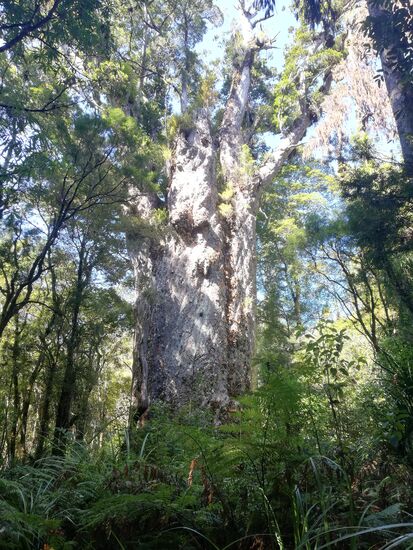 Und der andere noch dickere