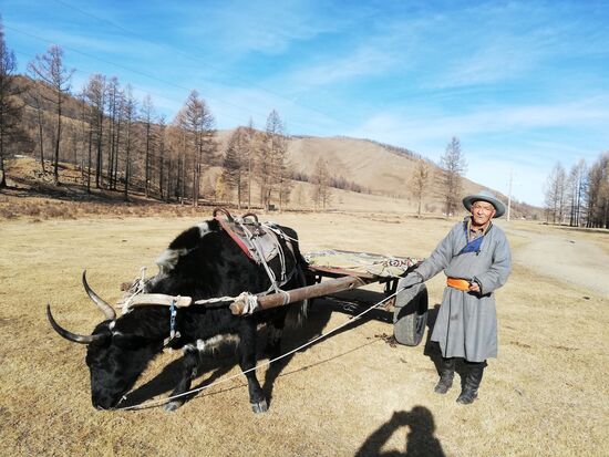 Dieses Gefährt, eine Kuh-Yak-Mischung brachte uns ein Stück des Weges.