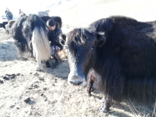 Sind Yaks Rinder mit dem Körper einer Ziege oder Ziegen mit dem Kopf eines Rindes?