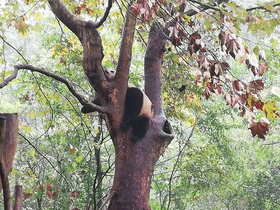 Es ist harte Arbeit, der Stolz einer Nation zu sein.