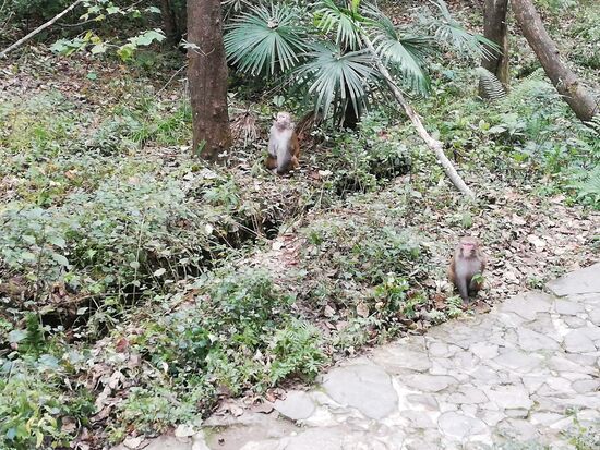 Und die Affenbande darf natürlich auch nicht fehlen.