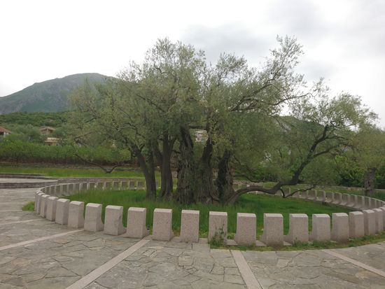 Der älteste Olivenbaum der Welt.