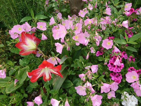 liebevoll bepflanzte Straßen findet man fast überall in Himare