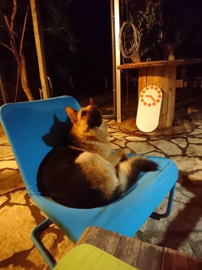 der Haushund, ein ganz lieber!