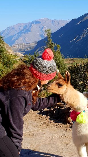 Ein Lama im Colca Canyon