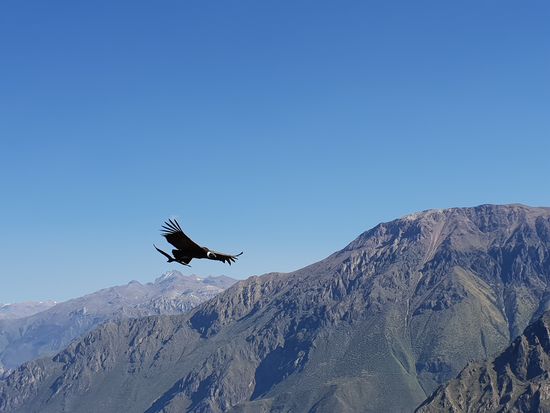Aber wofür der Canyon bekannt ist, sind die Anden Condore mit ihrer Flügelspannbreite von über 3m.