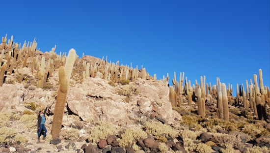 Mitten im nichts taucht auf einmal ein Berg mit riesigen  Kakteen auf8