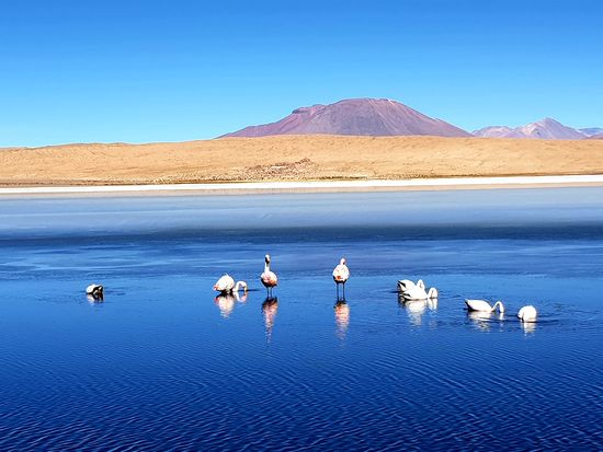 Flamingos in einer der zahlreichen Seen