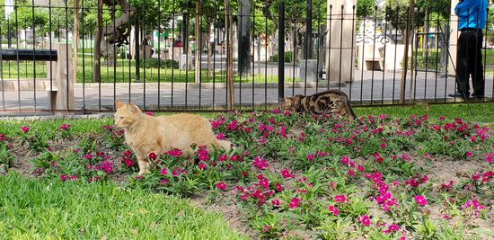 Der Parque ist auch für seine vielen Katzen bekannt. Aufgrund der Wüstenlage Limas, ist die Stadt insgesamt eher karg. Daher sind die vielen kleinen Parks umso wichtiger.