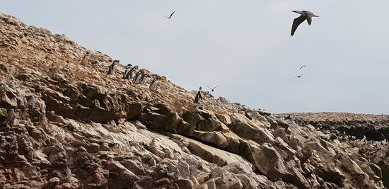Pinguine und tausende Vögel auf den Islas Ballestas