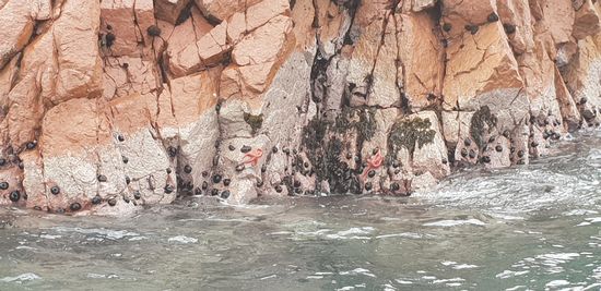 Ganz viele Krebse und Seesterne haben wir gesehen