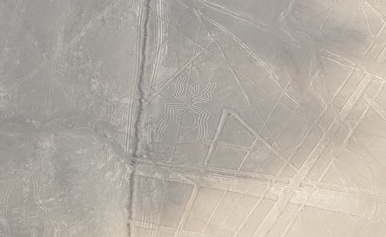 Seht ihr die Spinne?