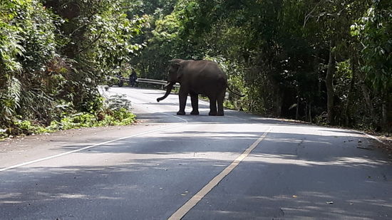 Und wilde Elefanten...