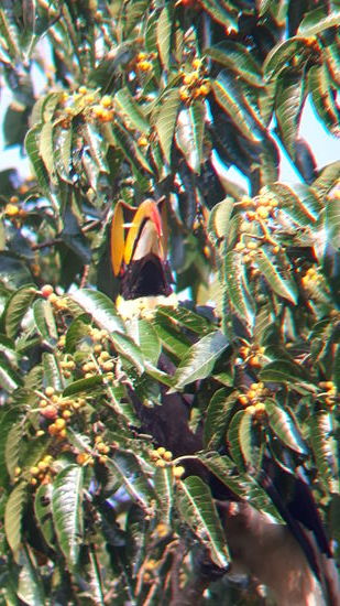 Und Nashornvögel....