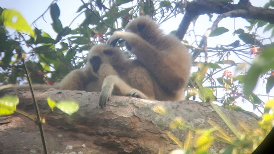 Und Weißhandgibbons.