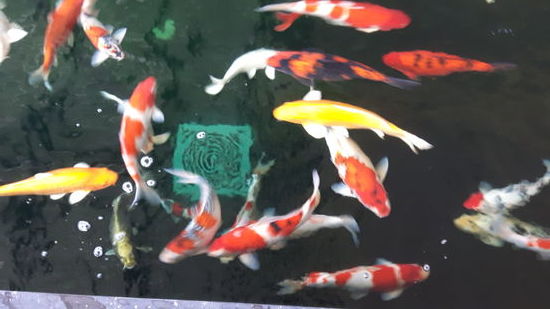 Im Aranya Resort gibt es auch einen Pool.