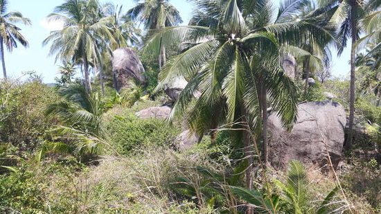 Vegetation am John-Suwan-Viewpoint.