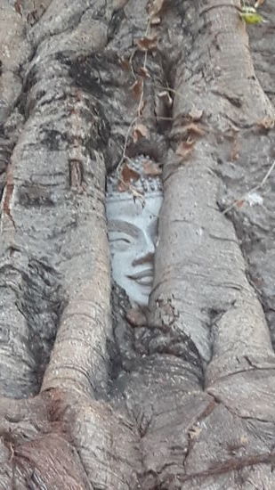 Dieser eingewachsene Buddha-Kopf steht in keinem Reiseführer.