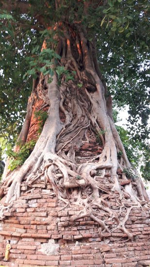 Die Vegation hat die Ruinen überwuchert.