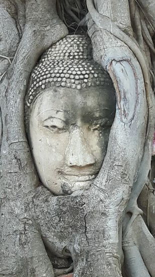 Der berühmte Buddha-Kopf vom Wat Mahathat.