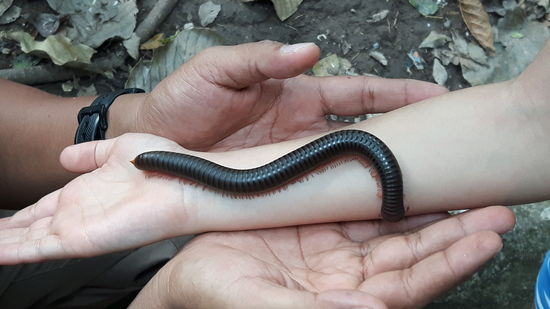 Die Tausendfüßler sind hier etwas größer als in Deutschland.