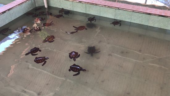 Schildkrötenaufzuchtstation Gili Meno