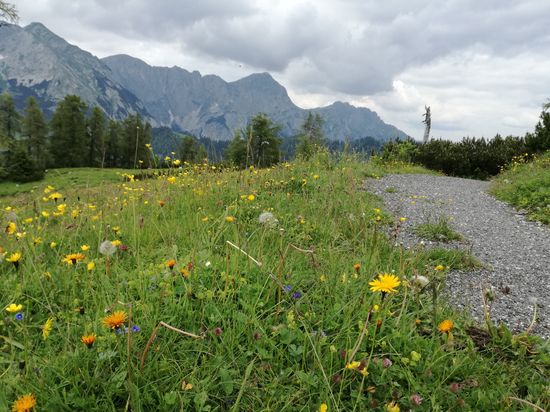Traumhafte Almwiese.