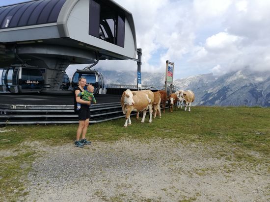 Wieder auf der Bischlinghöhe mit bekannter Gesellschaft. Wieviele Kühe sind auf dem Bild zu sehen?
