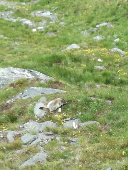 Den idealen Lebensraum finden hier Murmeltiere zwischen 800 und 3.000 Höhenmetern inmitten der Berge. Die sonnigen Almflächen und Bergwiesen aber auch die Geröllfelder entlang der Großglockner Hochalpenstraße bieten sich daher besonders als Heimat für die alpinen Tiere an.