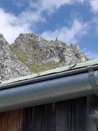 Ein Alpaka oberhalb der Werfener Hütte