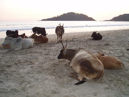 Kuehe am Strand