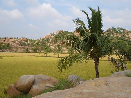 Reisfelder ueber dem Fluss (Virupapuragadda-Gebiet)