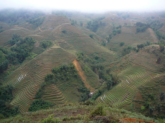Reifelder (nach der Ernte)
