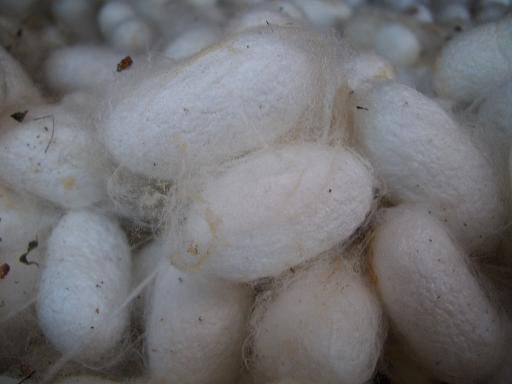 Cocons