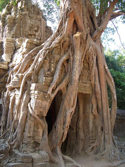 Umwachsene Ruine in Angkor