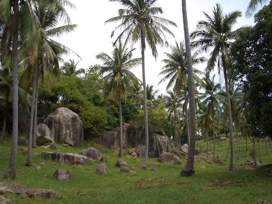 schoene Palmenlandschaft auf der Insel