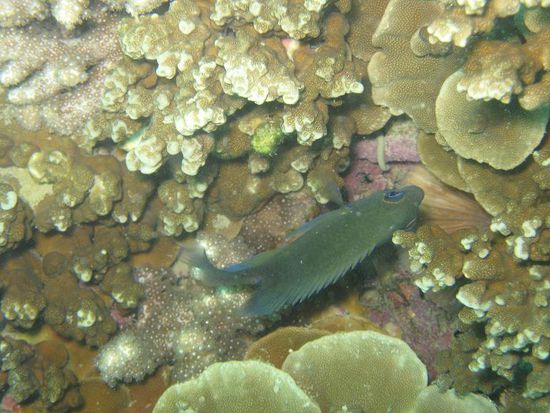 Fisch in den Korallen