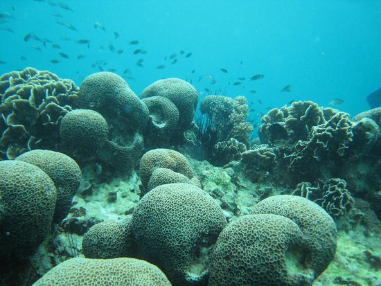 Korallen mit Seeigel