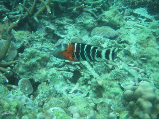redbreasted maoni wrasse