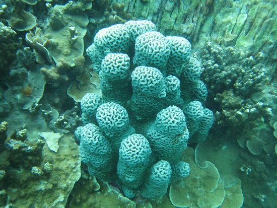 Paradis unter Wasser