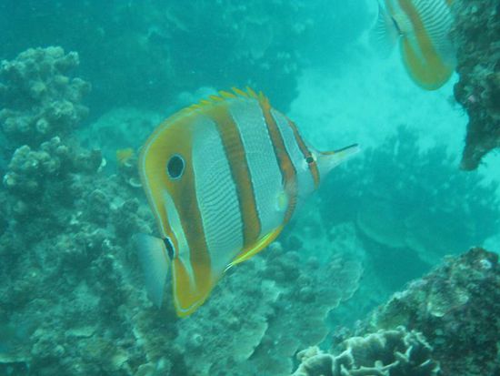 beaked coralfish
