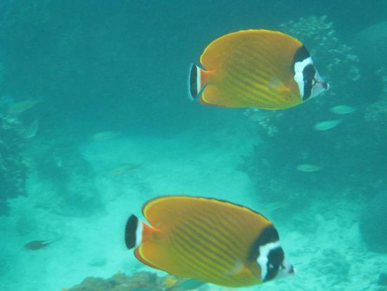 butterflyfish