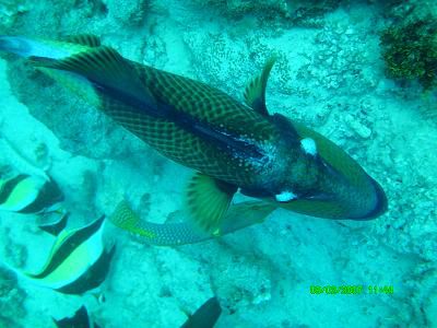 Triggerfisch