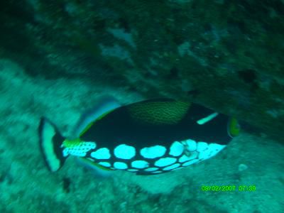Clowntriggerfisch