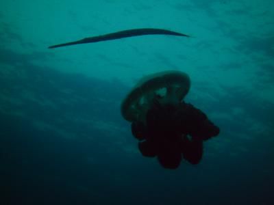 Qualle und Trompetenfisch