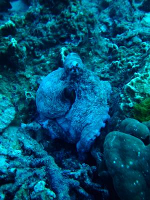 Oktopus
