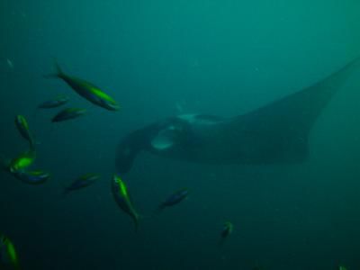 Manta, best ever!