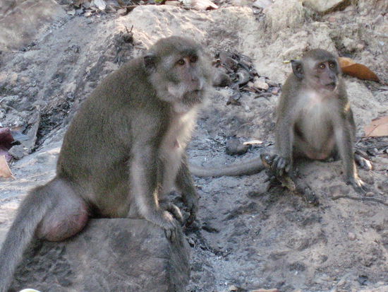 Dort gab es wieder einmal suesse Affen