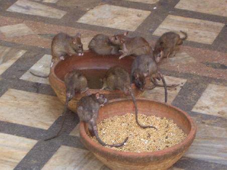 Ratten im Rattentempel